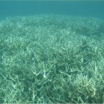 Montagne de Acropora cervicornis à Jibacoa