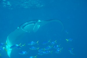 Rencontre magique avec deux Manta au retour d une sortie snorkeling.