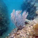 Plongée à Marigot Bay