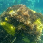 Plongée à Marigot Bay