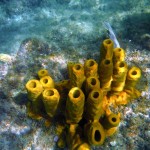 Plongée à Marigot Bay