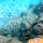 Plongée à Bequia avant le départ