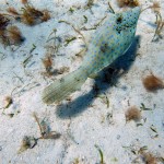 Première plongée autour de la petite île derrière le catamaran