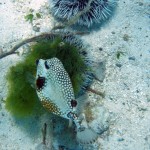 Première plongée autour de la petite île derrière le catamaran