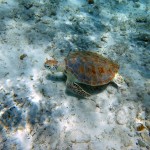 Plusieurs tortues autour de la petite île derrière le catamaran