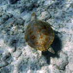 Plusieurs tortues autour de la petite île derrière le catamaran