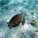 Plusieurs tortues autour de la petite île derrière le catamaran