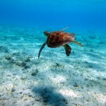 Plusieurs tortues autour de la petite île derrière le catamaran