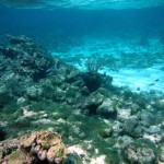 Première plongée sur la barrière de corail