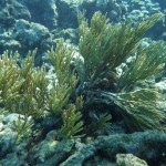 Première plongée sur la barrière de corail