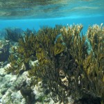 Première plongée sur la barrière de corail