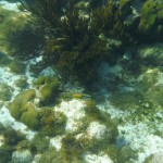 Première plongée sur la barrière de corail