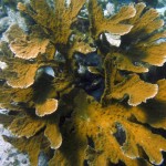 Première plongée sur la barrière de corail