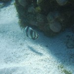 Première plongée sur la barrière de corail