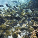 Première plongée sur la barrière de corail