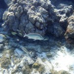 Première plongée sur la barrière de corail