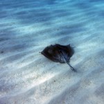 Première plongée sur la barrière de corail