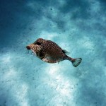 Plongée du matin sur la barrière de corail des Tobago Cays