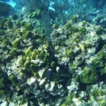 Plongée à l'extérieur de la barrière de corail des Tobago Cays