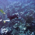 Plongée à l'extérieur de la barrière de corail des Tobago Cays