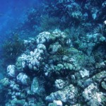 Plongée à l'extérieur de la barrière de corail des Tobago Cays