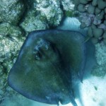 Plongée à l'extérieur de la barrière de corail des Tobago Cays