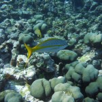 Plongée à l'extérieur de la barrière de corail des Tobago Cays