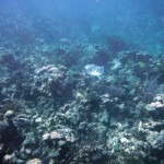 Plongée à l'extérieur de la barrière de corail des Tobago Cays