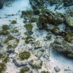 Plongée du matin sur la barrière de corail des Tobago Cays