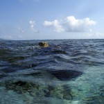 Plongée du matin sur la barrière de corail des Tobago Cays