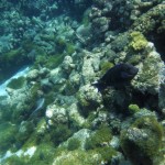 Plongée du matin sur la barrière de corail des Tobago Cays