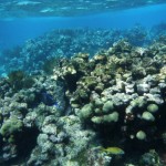 Plongée du matin sur la barrière de corail des Tobago Cays