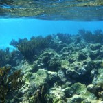 Plongée du matin sur la barrière de corail des Tobago Cays