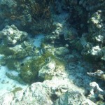 Plongée du matin sur la barrière de corail des Tobago Cays