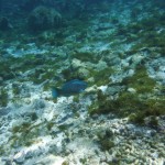 Plongée du matin sur la barrière de corail des Tobago Cays