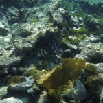 Plongée du matin sur la barrière de corail des Tobago Cays