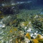 Banc de poissons croisé en route vers l'anse Noire