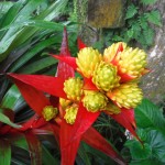 Magnifique terrasse en pleine jungle