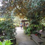 Magnifique terrasse en pleine jungle