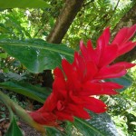 Magnifique terrasse en pleine jungle