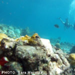 Photo_Dive6