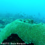 Photo_Dive8